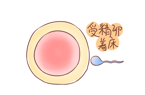 受精卵著床白帶會拉絲嗎 受精卵著床白帶有什么變化