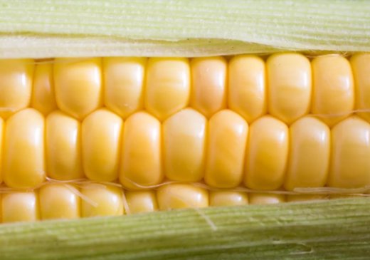 寶寶玉米食譜大全2019 玉米輔食制作方法步驟