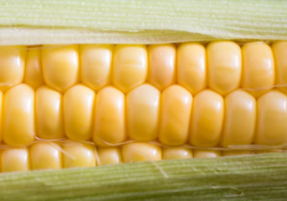 寶寶玉米食譜大全2019 玉米輔食制作方法步驟