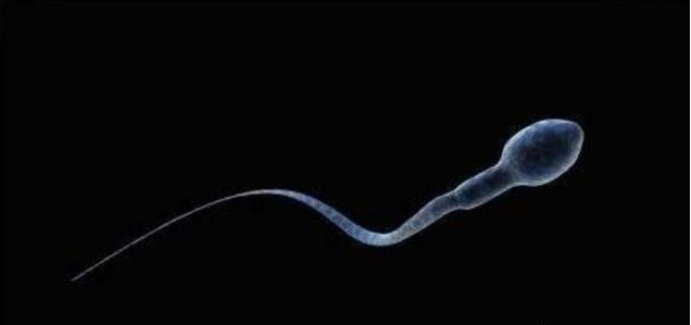 怎么在家測精子質量好不好 自測精子質量的方法 怎么在家測精子質量好不好 自測精子質量的方法