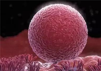 女性一次排多少個卵子 經(jīng)期不穩(wěn)定怎么計算排卵期