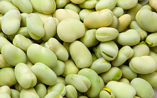 寶寶可以吃蠶豆嗎 蠶豆中毒有什么癥狀