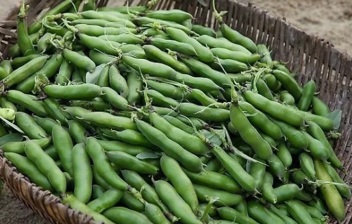 寶寶可以吃蠶豆嗎 蠶豆中毒有什么癥狀