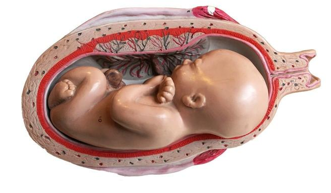 孕晚期過度補鈣會導致胎盤老化嗎 胎盤老化了能等到自然分娩嗎