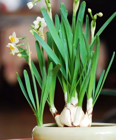 孕婦能養植物嗎 孕婦不能養的植物有哪些