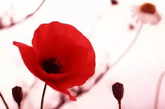 無痛人流真的會沒有傷害嗎 無痛人流的過程是怎么樣的2019 無痛人流真的會沒有傷害嗎 無痛人流的過程是怎么樣的2019