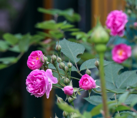 今日立夏怎么去養(yǎng)生 立夏節(jié)氣有哪些習(xí)俗