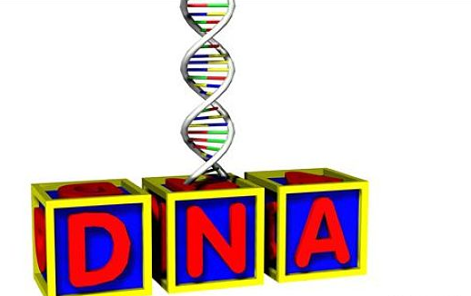 孕期無創dna幾周做最好 無創dna檢測什么時候做