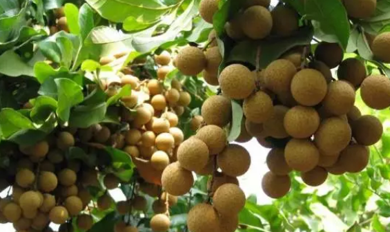 哺乳期能吃龍眼干嗎 哺乳期吃桂圓有營養嗎