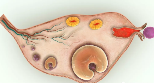 女性內分泌失調的癥狀 女性內分泌失調的原因 女性內分泌失調的癥狀 女性內分泌失調的原因