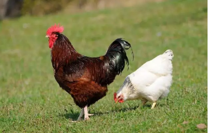 產后下奶吃公雞還是母雞好 產后吃什么下奶