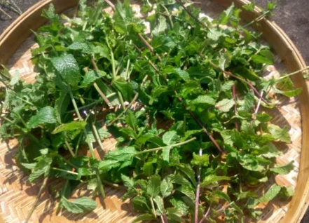 哺乳期可以喝薄荷茶嗎 哺乳期喝薄荷茶會回奶嗎