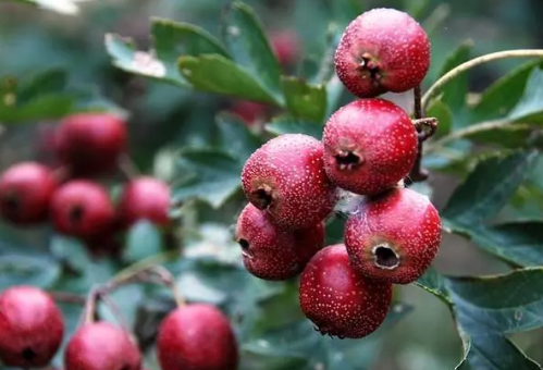 哺乳期喝山楂水會回奶嗎 山楂的營養(yǎng)作用有哪些