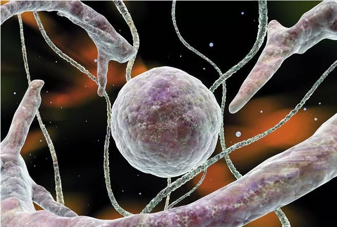 促排卵卵泡是空的是怎么回事 空卵泡和正常卵泡有什么區別