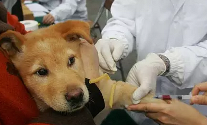 注射狂犬疫苗后第二天死亡是什么情況 為什么注射了狂犬疫苗還會(huì)死亡 