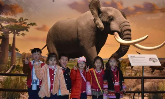 幼兒園去博物館觀后感 2019博物館日幼兒園活動觀后感