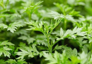 艾草水給寶寶洗澡好嗎 寶寶長痱子了能用艾草水嗎