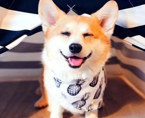 520表白情話給女生句子  520表白情話暖心帶圖片