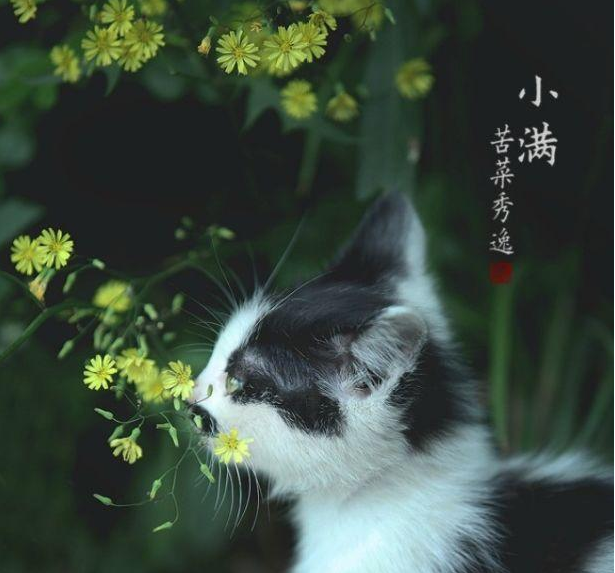 今日小滿早安心語 今日小滿朋友圈說說配圖 今日小滿早安心語 今日小滿朋友圈說說配圖