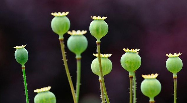 今日小滿早安心語 今日小滿朋友圈說說配圖 今日小滿早安心語 今日小滿朋友圈說說配圖