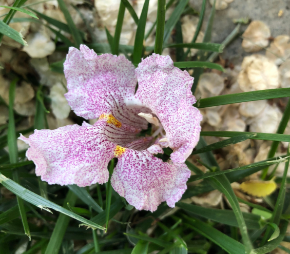 早上帶娃的有趣說說 早上出來遛娃的說說句子