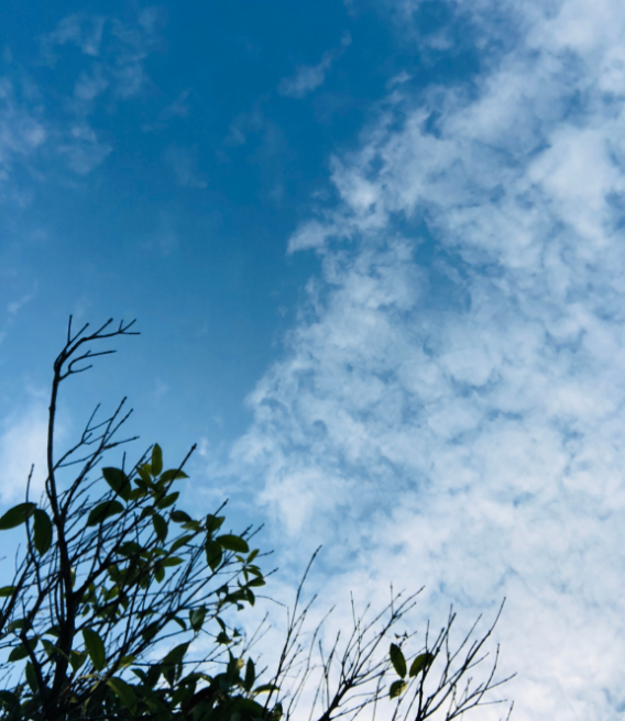 關于夏天蟬鳴的說說 夏天有蟬鳴的句子