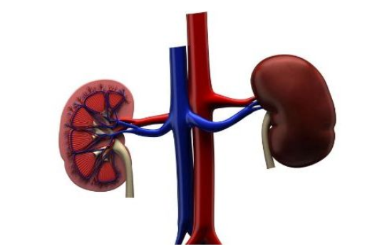 腎炎懷孕了小孩能要嗎 慢性腎炎疾病能不能懷孕 腎炎懷孕了小孩能要嗎 慢性腎炎疾病能不能懷孕