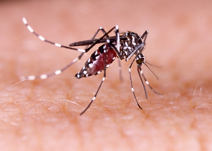 小孩被蚊子咬了怎么辦 孩子被咬了怎么給他止癢