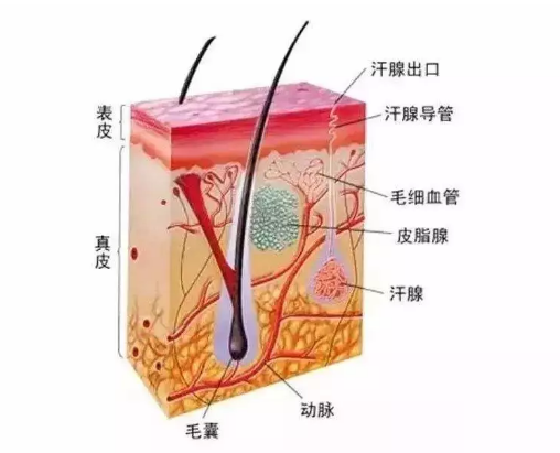 孩子為什么會長痱子 孩子的痱子有哪幾種 孩子為什么會長痱子 孩子的痱子有哪幾種