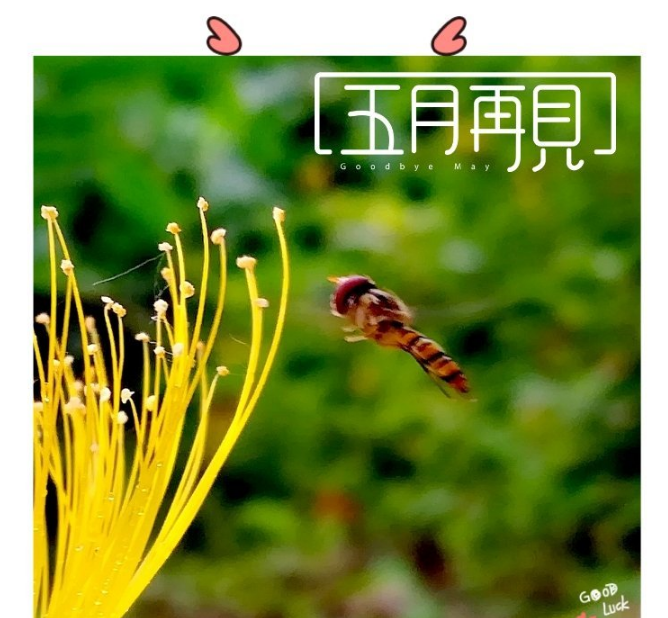 五月再見心情感慨 再見五月應該發(fā)什么東西比較好