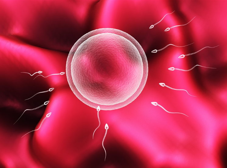 備孕卵泡長不大怎么辦 備孕媽媽怎么讓卵泡長得好