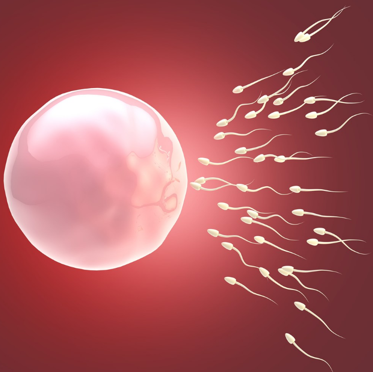 備孕卵泡長不大怎么辦 備孕媽媽怎么讓卵泡長得好