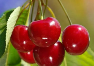 孕婦吃櫻桃能補血嗎 孕婦吃櫻桃好嗎