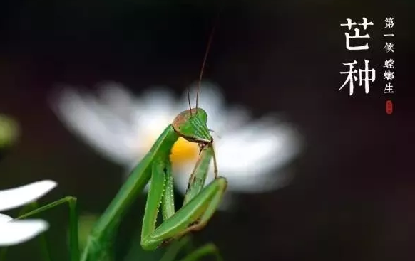2019今日芒種朋友圈圖片 今日芒種說說短語句子