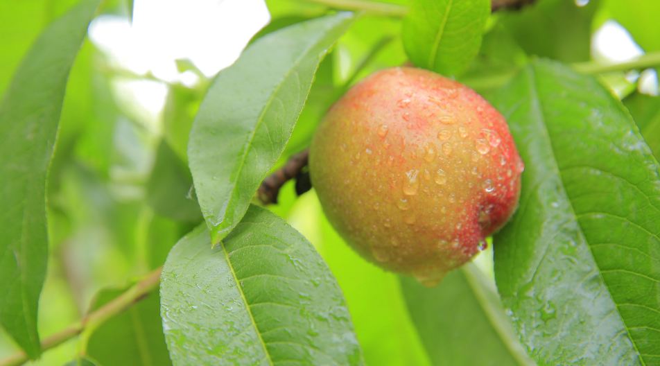 今日芒種明日高考說說 今日芒種心情感慨