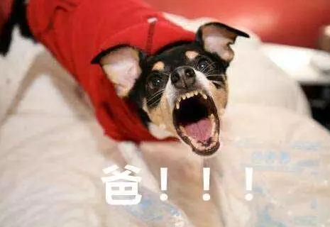 父親節(jié)可愛專屬表情包2019 父親節(jié)快樂套路爸爸表情圖