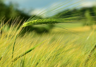 小暑節氣圖片說說2019 今日小暑發朋友圈句子