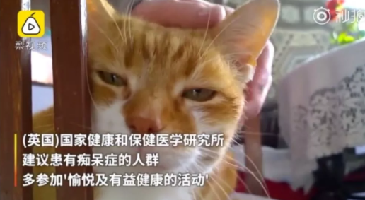 擼貓的好處有哪些 擼貓緩解老年癡呆