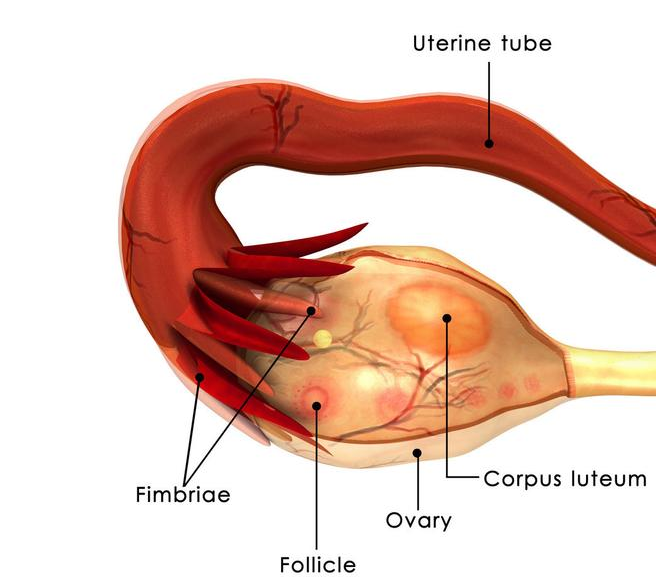 多囊促排懷孕幾率大嗎 多囊促排要做好哪些準(zhǔn)備