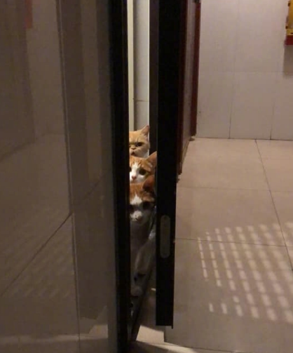 裝過貓屎的袋子或紙是什么垃圾 裝過貓屎的袋子或紙是濕垃圾還是干垃圾