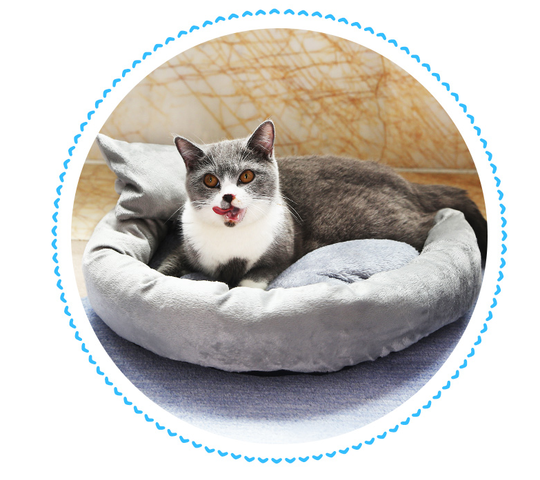 貓咪用的東西怎么區分干濕垃圾 貓貓用的東西是干垃圾還是濕垃圾