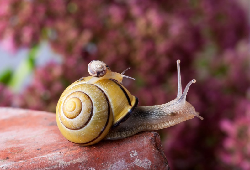 學齡前寶寶睡前故事 蝸牛搬家