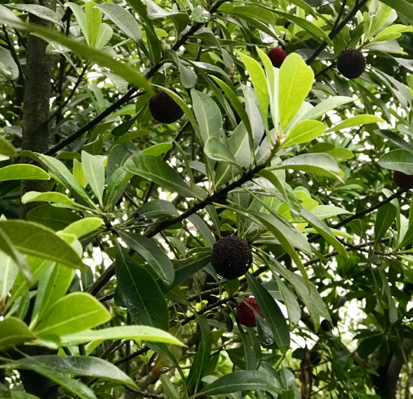 夏天天氣涼爽的說說 夏天雨后涼快的句子朋友圈