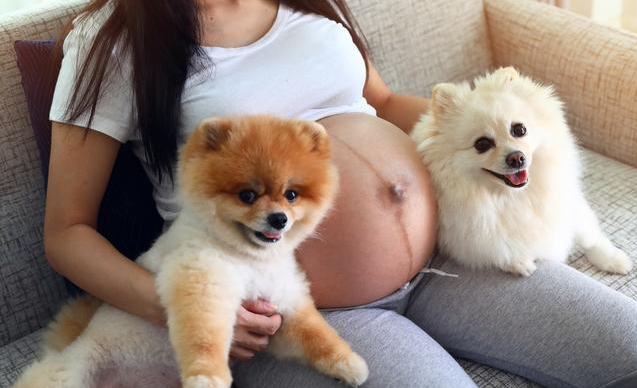 懷孕了能養貓咪嗎 感染弓形蟲對孕婦有什么影響