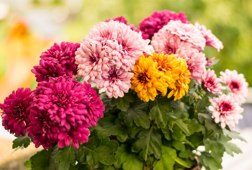 廢棄的植物是什么垃圾 廢棄的植物是干垃圾還是濕垃圾