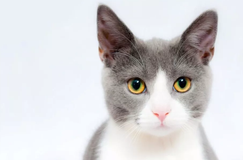 懷孕不能養貓貓狗狗 懷孕養寵物對孕婦有影響嗎 懷孕不能養貓貓狗狗 懷孕養寵物對孕婦有影響嗎