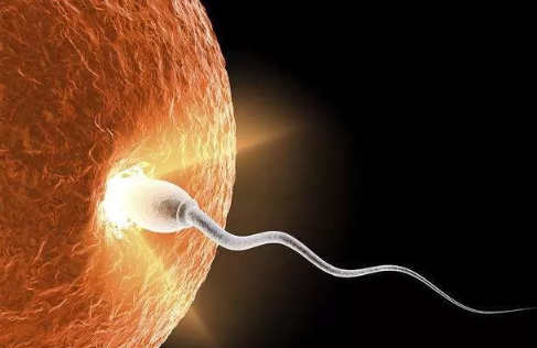 受精卵不是生命起源真的嗎 生命起源將被重新定義