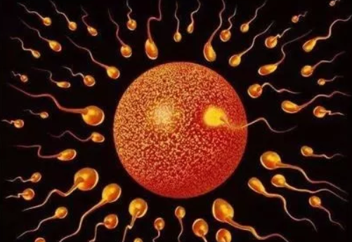 受精卵不是生命起源真的嗎 生命起源將被重新定義