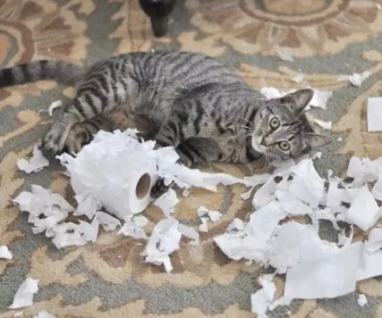 用過的衛(wèi)生紙屬于什么垃圾 用過的衛(wèi)生紙是濕垃圾嗎