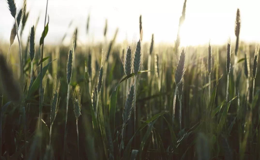 小暑將至文藝句子配圖 小暑將至優(yōu)美句子說說